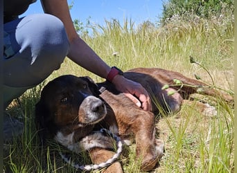 Geo – Familienhund ehrenhalber