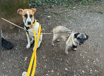 Pedro – Bereit für eine familiäre Zukunft -