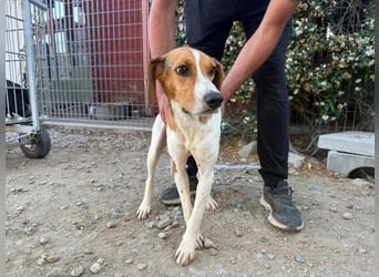 Bruce – Familienhund in spe -
