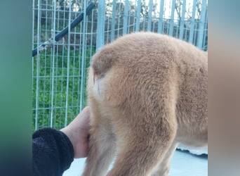 Dali - möchte endlich sein eigenes Bettchen