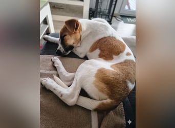 Pedro – Bereit für eine familiäre Zukunft -