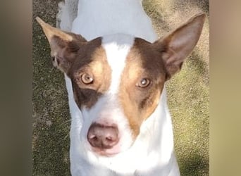 Timon – Windsbräutigam -