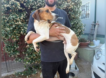 Bruce – Familienhund in spe -