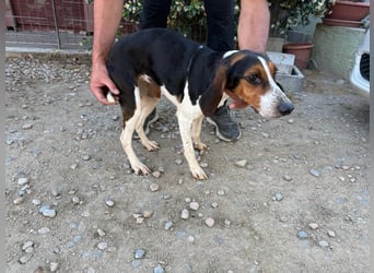 Macchia – Familienhundehoffnung