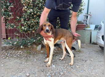 Birillo – Familienhund in spe -
