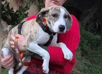 Antonietta - Rettungsanker gesucht!
