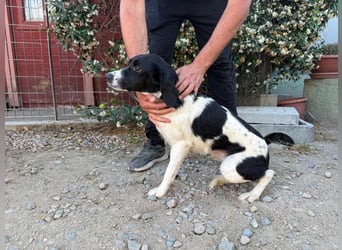 Venere – Familienhundehoffnung -