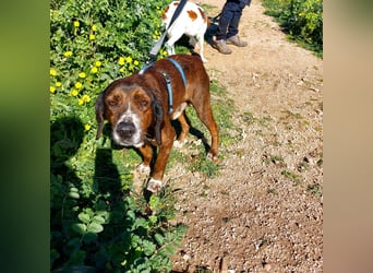 Geo – Familienhund ehrenhalber