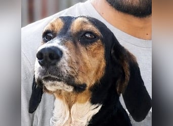 Pallina – Familienhundehoffnung -