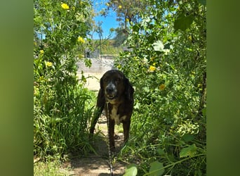 Geo – Familienhund ehrenhalber