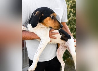 Pallina – Familienhundehoffnung -