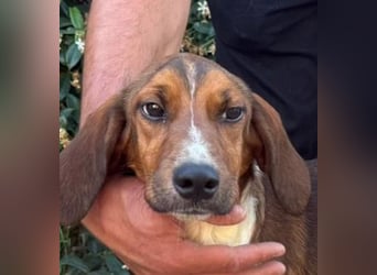Birillo – Familienhund in spe -