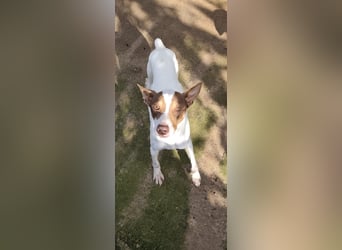 Timon – Windsbräutigam -