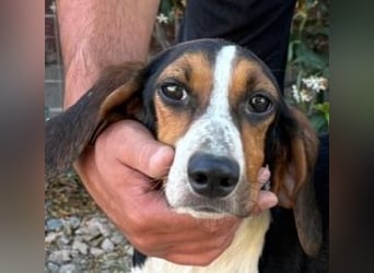 Macchia – Familienhundehoffnung