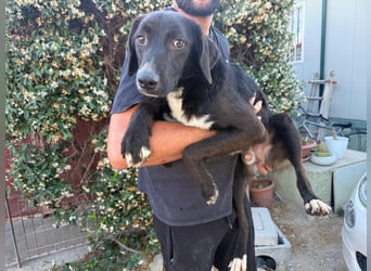 Orso – Familienhund in spe -
