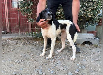 Venere – Familienhundehoffnung -