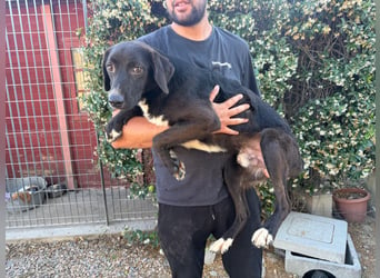 Orso – Familienhund in spe -