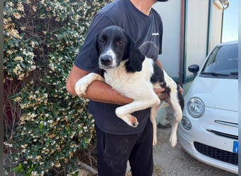 Venere – Familienhundehoffnung -