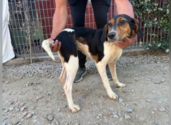 Pallina – Familienhundehoffnung -