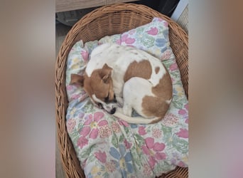 Pedro – Bereit für eine familiäre Zukunft -