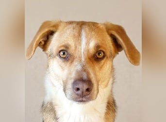 Shakira:“wohin mit allen meinen Talenten?“