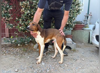 Birillo – Familienhund in spe -