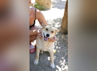 Shiba,- Doggiepower von Feinsten