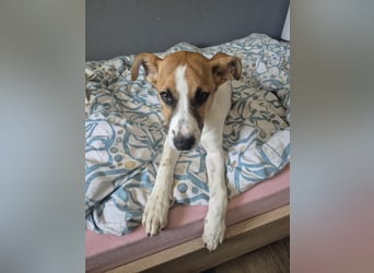 Pedro – Bereit für eine familiäre Zukunft -