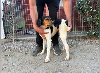 Pallina – Familienhundehoffnung -