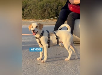 Athos - Zuckerschockgefahr!