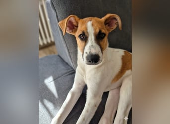 Pedro – Bereit für eine familiäre Zukunft -