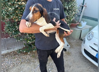 Macchia – Familienhundehoffnung