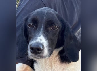 Venere – Familienhundehoffnung -