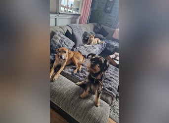 Rosy sucht ihr Traum Zuhause