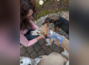 Pino sucht sein Traumzuhause