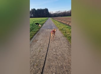 Rosy sucht ihr Traum Zuhause