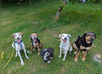 Pino sucht sein Traumzuhause