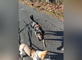 Elena sucht ihr Glück