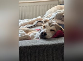 Pino sucht sein Traumzuhause