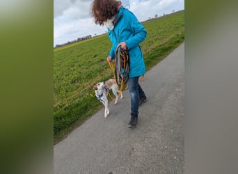 Pino sucht sein Traumzuhause