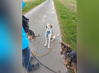 Pino sucht sein Traumzuhause