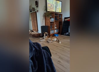Snake sucht sein Traumzuhause