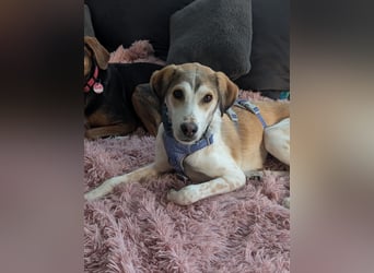 Pino sucht sein Traumzuhause