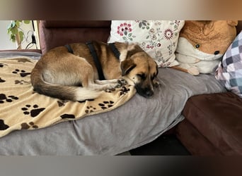 Snake sucht sein Traumzuhause