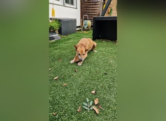 Rosy sucht ihr Traum Zuhause