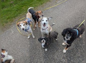 Pino sucht sein Traumzuhause