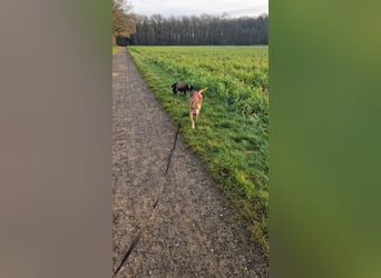 Rosy sucht ihr Traum Zuhause