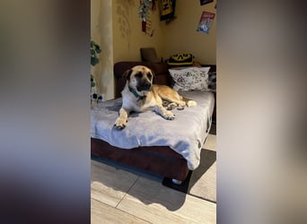 Snake sucht sein Traumzuhause