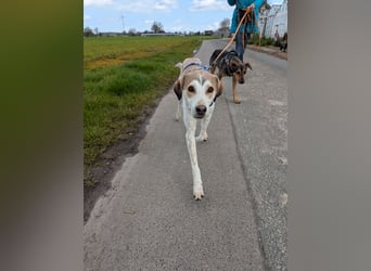 Pino sucht sein Traumzuhause