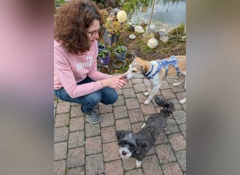 Pino sucht sein Traumzuhause